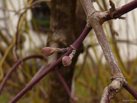 20.01.2012-Cornus mas - Kornelkirsche