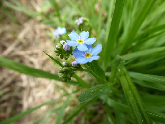 Myosotis scorpioides / Sumpf-Vergissmeinnicht    V-IX