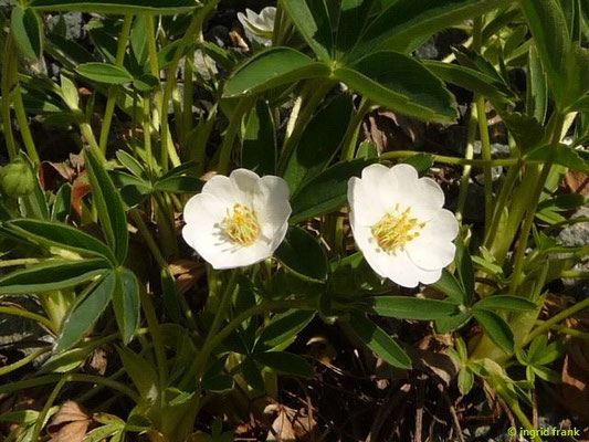Potentilla alba - Weißes Fingerkraut (Botanischer Garten Adorf im Vogtland)