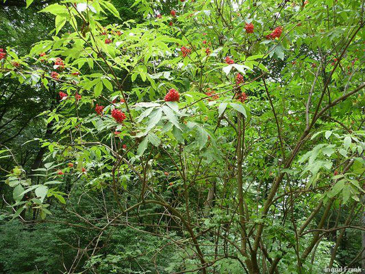 Sambucus racemosa / Trauben-Holunder   (05.06.2011; Odenwald bei Dossenheim)