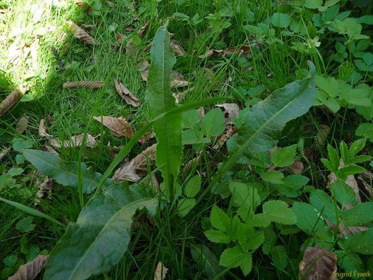 09.04.2011-Rumex crispus - Krauser Ampfer