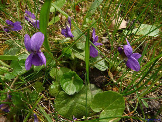 Viola odorata / Wohlriechendes Veilchen, März-Veilchen
