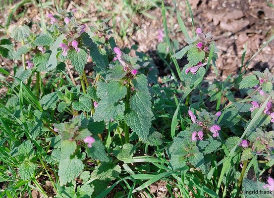 Lamium purpureum / Purpurrote Taubnessel
