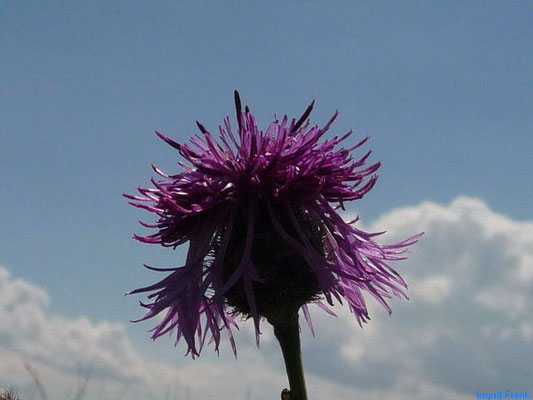 Centaurea scabiosa / Skabiosen-Flockenblume