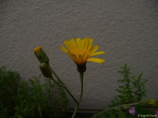 06.06.2015-Hieracium lachenalii - Gewöhnliches Habichtskraut