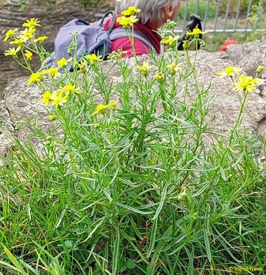 Senecio inaequidens / Schmalblättriges Greiskraut  (16.09.2025; auf Burg Are bei Altenahr)