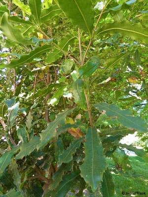 Macadamia integrifolia / Macadamia-Nuss  (Botanischer Garten Karlsruhe)