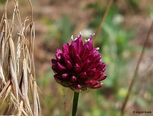 Allium sphaerocephalon / Kugelköpfiger Lauch    VI-VII
