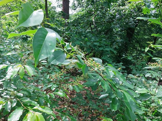 Prunus serotina - Späte Trauben-Kirsche