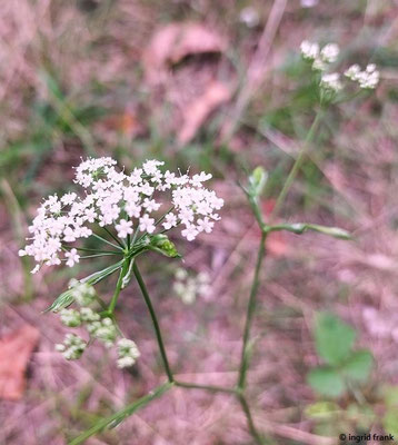 Pimpinella saxifraga / Kleine Pimpinelle    (15.07.2023; NSG Sandauser Düne, Zugmantel-Bandholz)