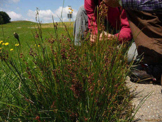 Juncus compressus - Zusammengedrückte Binse