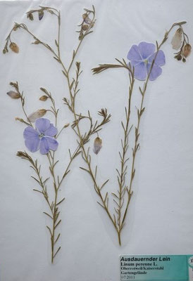 Linum perenne / Ausdauernder Lauch    V-VII     (Herbarium Dr. Wolf von Thun) (Zugehörigkeit noch nicht geklärt)