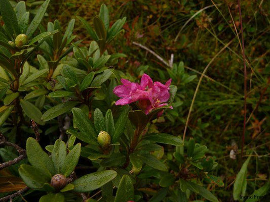 Rhododendron ferrugineum / Rostblättrige Alpenrose
