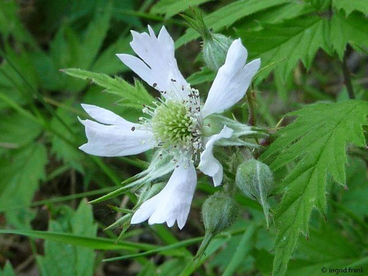 Rubus laciniatus - Schlitzblättrige Brombeere