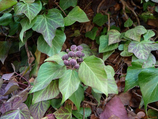 Hedera helix / Gewöhnlicher Efeu    IX-XI