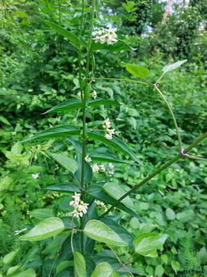 Vincetoxicum hirundinaria / Weiße Schwalbenwurz
