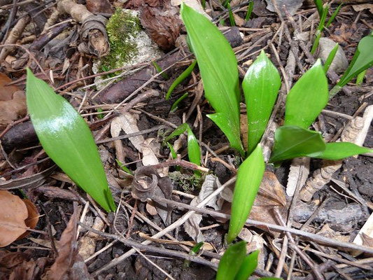 Allium ursinum / Bär-Lauch