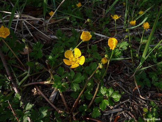 Platz 2: Kriechender Hahnenfuß / Ranunculus repens    (nachgewiesen in 1157 der 1161 Kartierquadranten)
