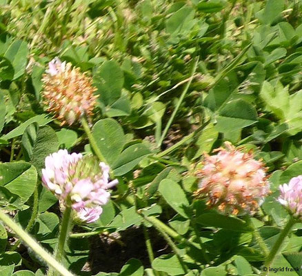 Trifolium fragiferum / Erdbeer-Klee  (20.06.2022; Botanischer Garten Universität Konstanz)