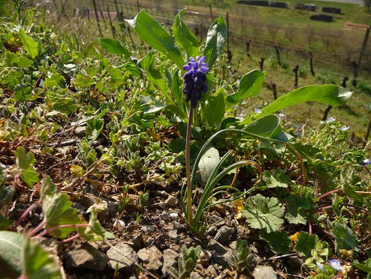 Muscari neglectum / Übersehene Traubenhyazinthe
