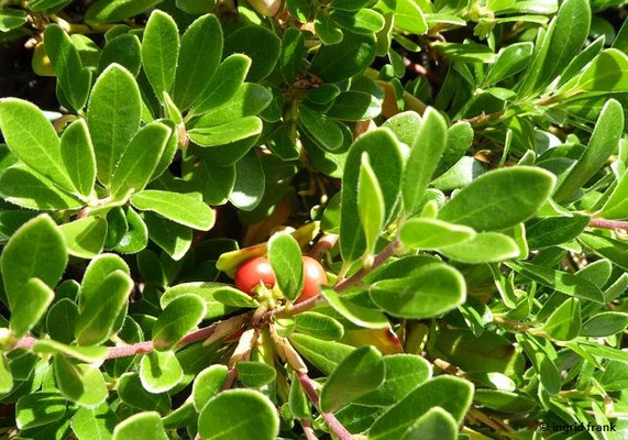 Arctostaphylos spec. (60 Arten) (25.06.2022; Botanischer Garten der Universität Tübingen)