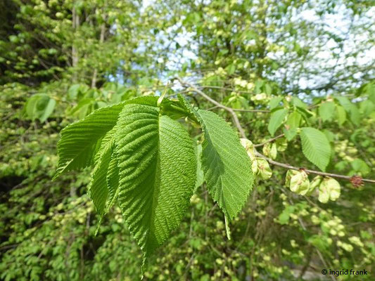 Ulmus glabra / Berg-Ulme