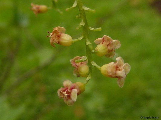 Ribes petraeum - Felsen-Johannisbeere    IV-VI