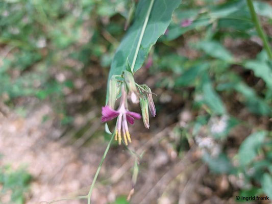 Prenanthes purpurea / Purpur-Hasenlattich  (17.08.2023; nahe bei Ruine Schauenburg)