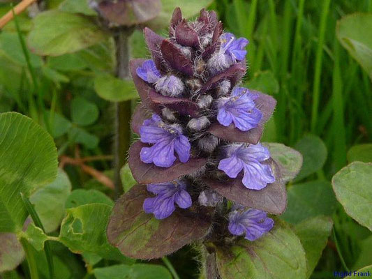 Ajuga reptans - Kriechender Günsel