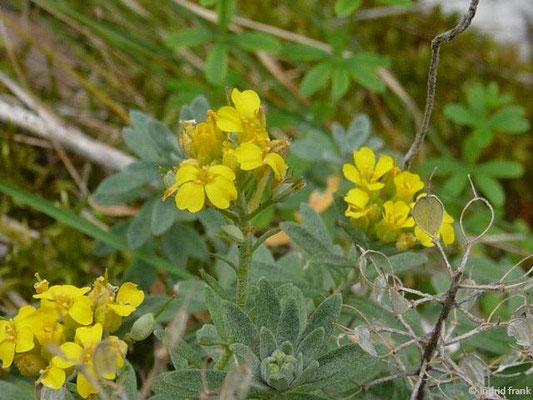 Alyssum montanum ssp. montanum / Berg-Steinkraut