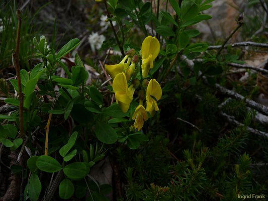 Hippocrepis emerus / Strauchwicke    V-VII
