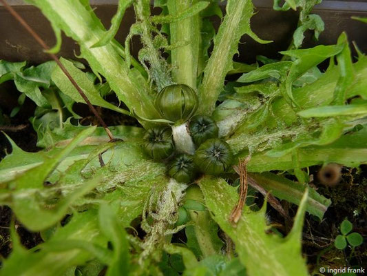 Taraxacum officinale / Kuhblume, wiesen-Löwenzahn  (23.03.2017)