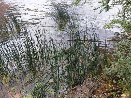 25.05.2025 - Heidelberg, am nördlichen Neckarufer