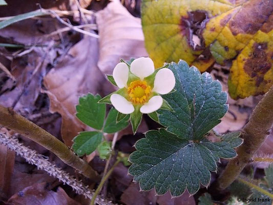 Potentilla sterilis / Erdbeer-Fingerkraut