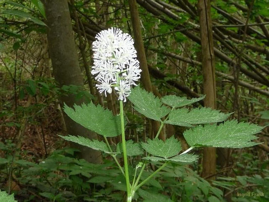 Actaea spicata - Christophskraut