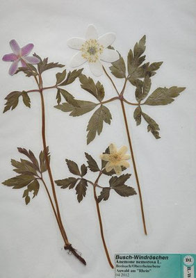 Anemone nemorosa / Busch-Windröschen    (04/2012; Breisach, Auwald Rheinebene)  (Herbarium Dr. Wolf von Thun)