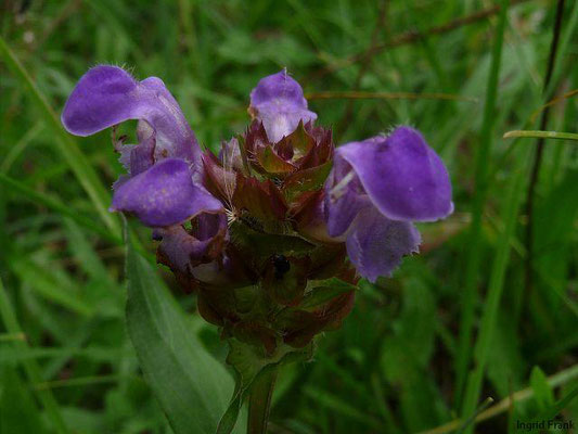 Prunella grandiflora / Großblütige Braunelle