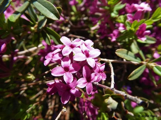Daphne cneorum / Rosmarin-Seidelbast, Heideröschen, Reckhölderle  (Botanischer Garten der Universität Würzburg)