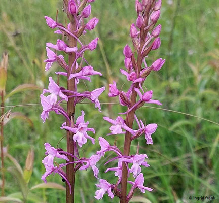 Gymnadenia conopsea / Mücken-Händelwurz  (03.06.2025; NSG Haarberg-Wasserberg, Landkreis Göppingen)