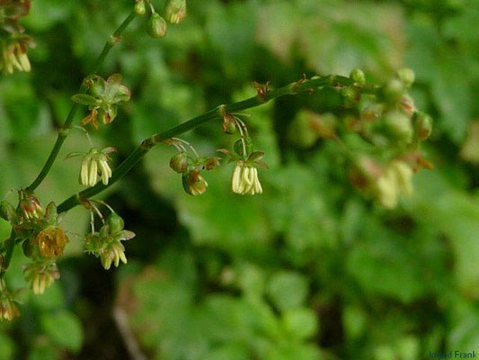 Rumex arifolius / Gebirgs-Sauer-Ampfer