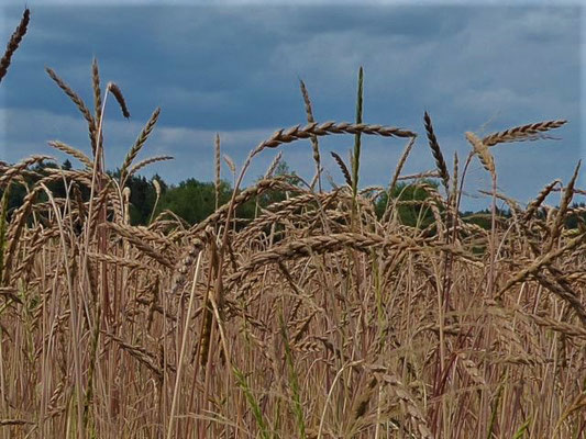 Triticum spelta - Dinkel