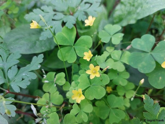 Oxalis stricta / Steifer Sauerklee