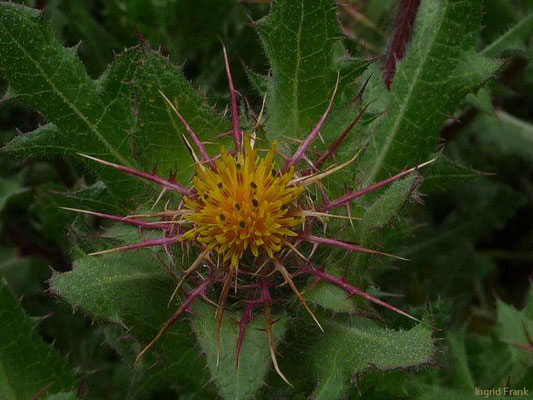 Centaurea benedicta / Benediktenkraut (Kräutergarten Artemisia)    VI-VIII