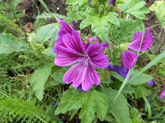 Malva sylvestris / Wilde Malve, Große Käsepappel    VI-X