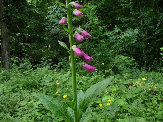 Digitalis purpurea / Roter Fingerhut    VI-VIII