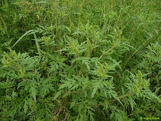 Ambrosia artemisiifolia / Beifuß-Ambrosie    VIII-X