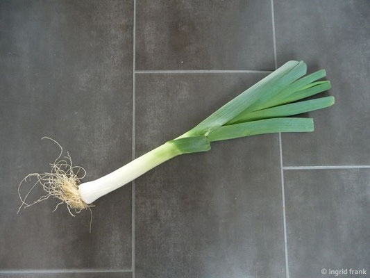 Allium porrum - Lauch