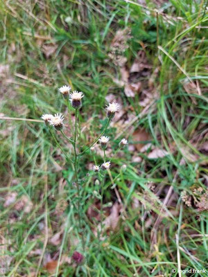 Erigeron acris ssp. acris / Scharfes Berufkraut   