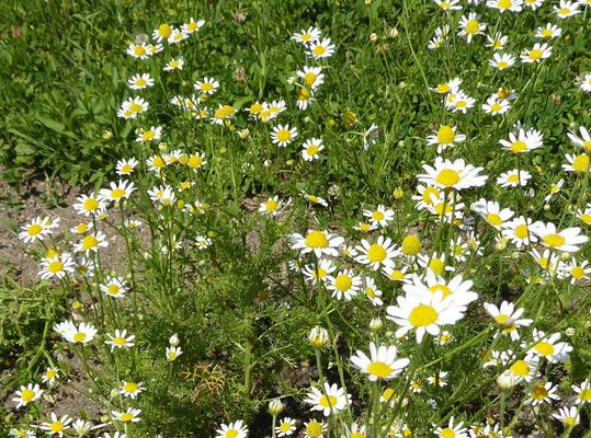 Anthemis cotula - Stink-Hundskamille VI-X  (20.06.2022; Botanischer Garten der Universität Konstanz)