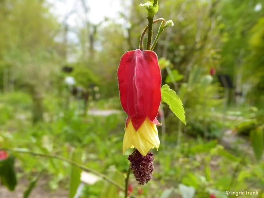 Abutilon megoptamicum (16.04.2019; Botanischer Garten der Universität Basel)